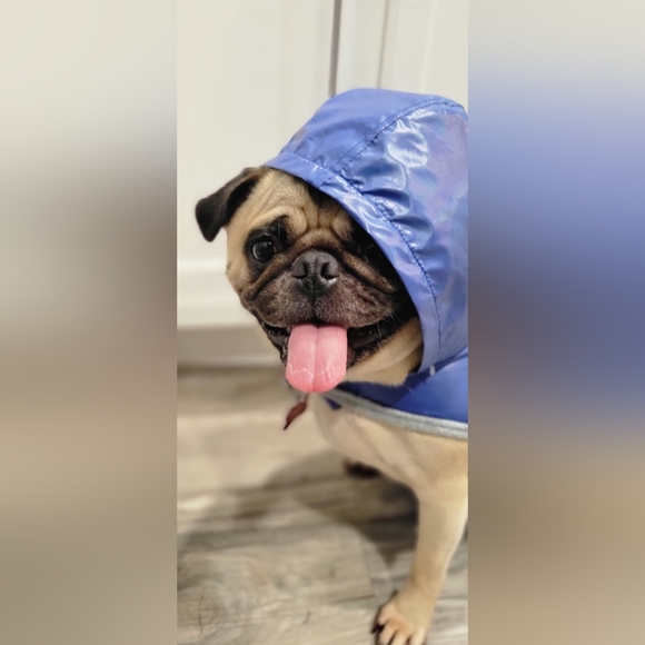 Meet your Posher, Pudge The Pug - Picture 2 of 12